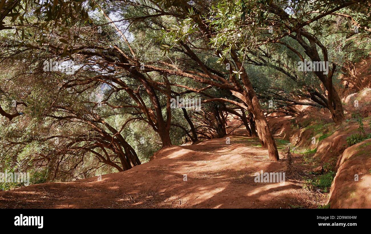 Sandiger Fußweg durch einen Wald mit verdrehten Bäumen und grünen Blättern in der Nähe der Ouzoud-Wasserfälle in Ouzoud, Marokko. Stockfoto