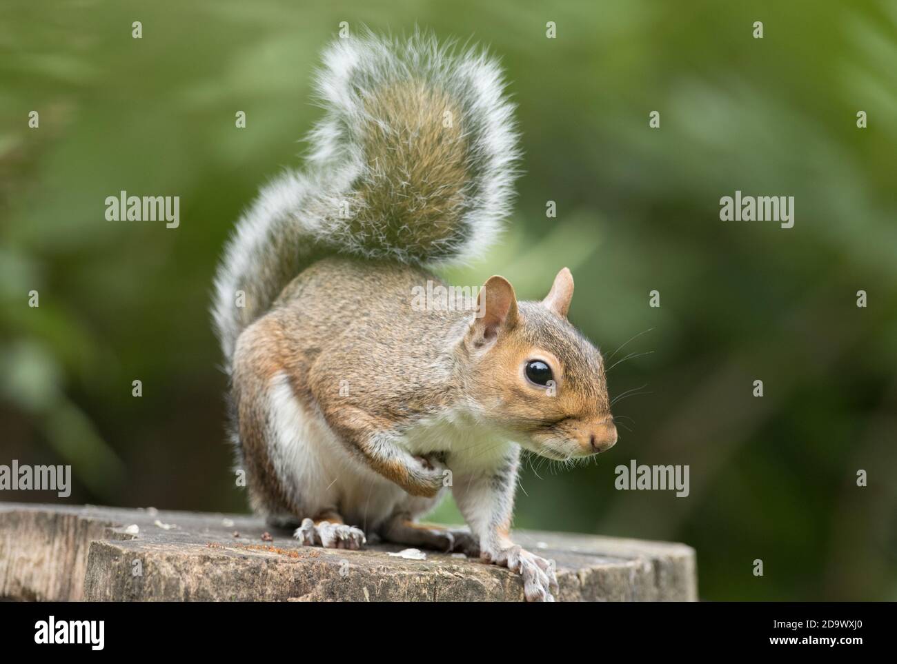 Graues Eichhörnchen im High Batts Nature Reserve, in der Nähe von Ripon, North Yorkshire Stockfoto