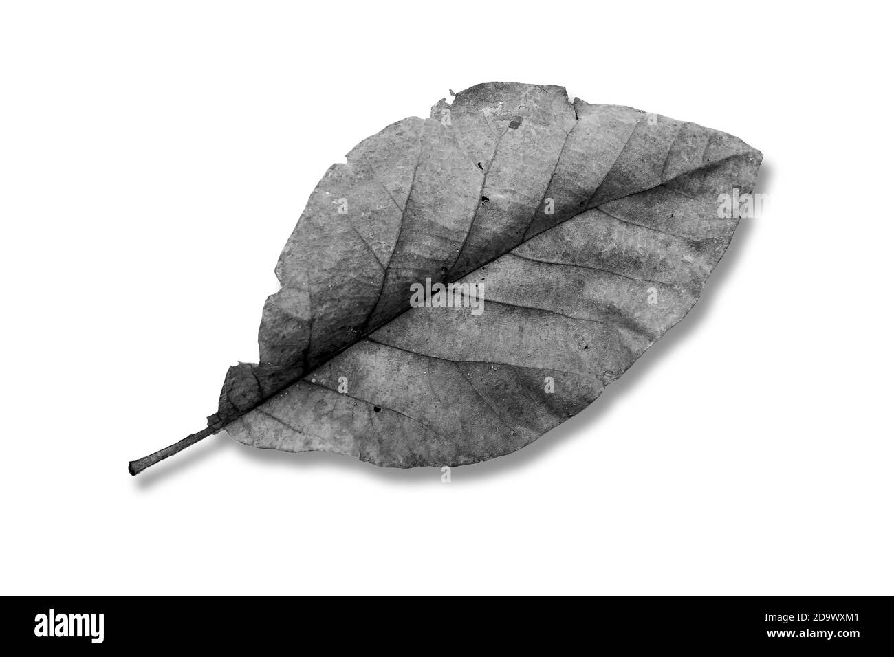 Nahaufnahme von trockenem Blatt isoliert auf weißem Hintergrund. Stockfoto