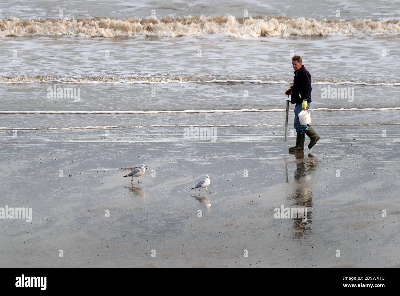 Mann Köder Graben am nassen Strand bei Ebbe in Ostengland. Yorkshire. Stockfoto