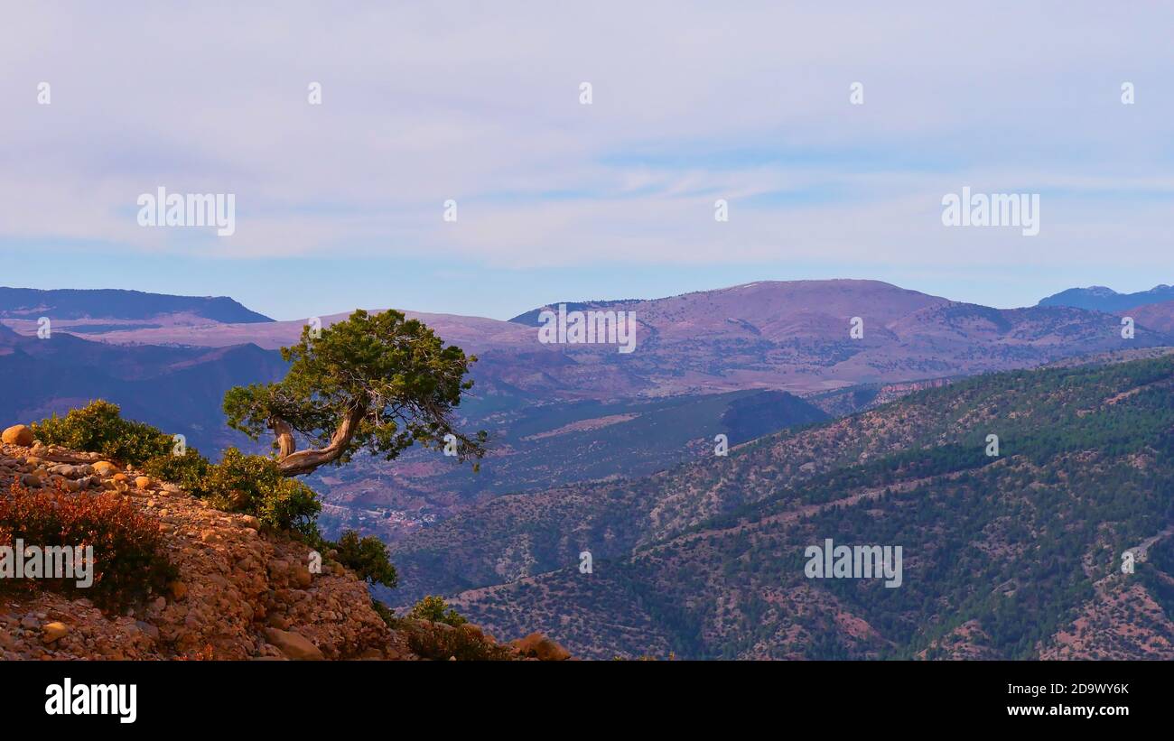 Einsamer verdrehter Baum am Rande der Felsformation cathedrale imsfrane in der Nähe von Tilouguite, Marokko mit den Ausläufern des Atlasgebirges. Stockfoto