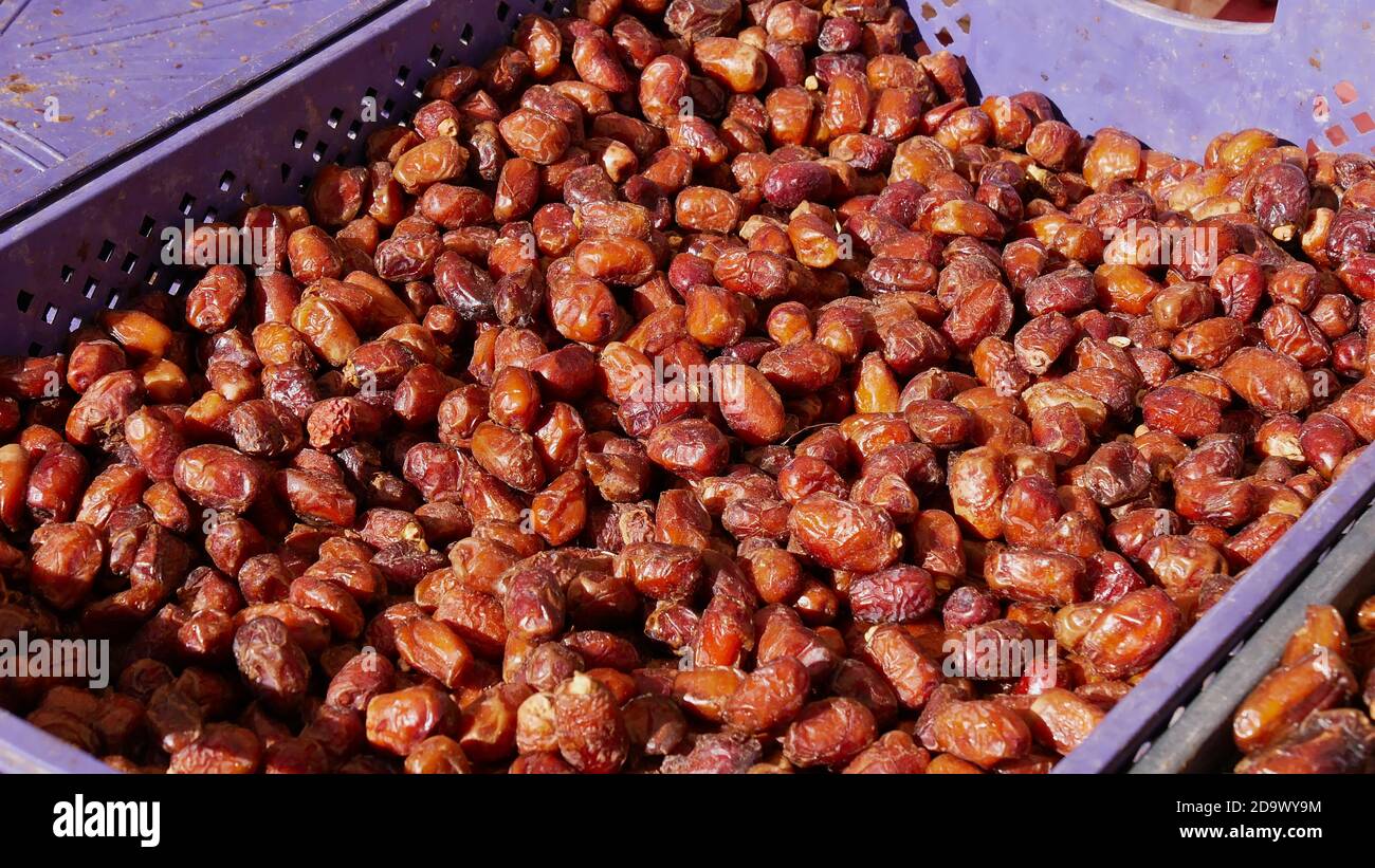 Nahaufnahme der frisch gepflückten Datteln (Dattelpalme, phoenix dactylifera), die in einer lila Box auf dem Berber-Markt in Imilchil, Marokko, angeboten werden. Stockfoto