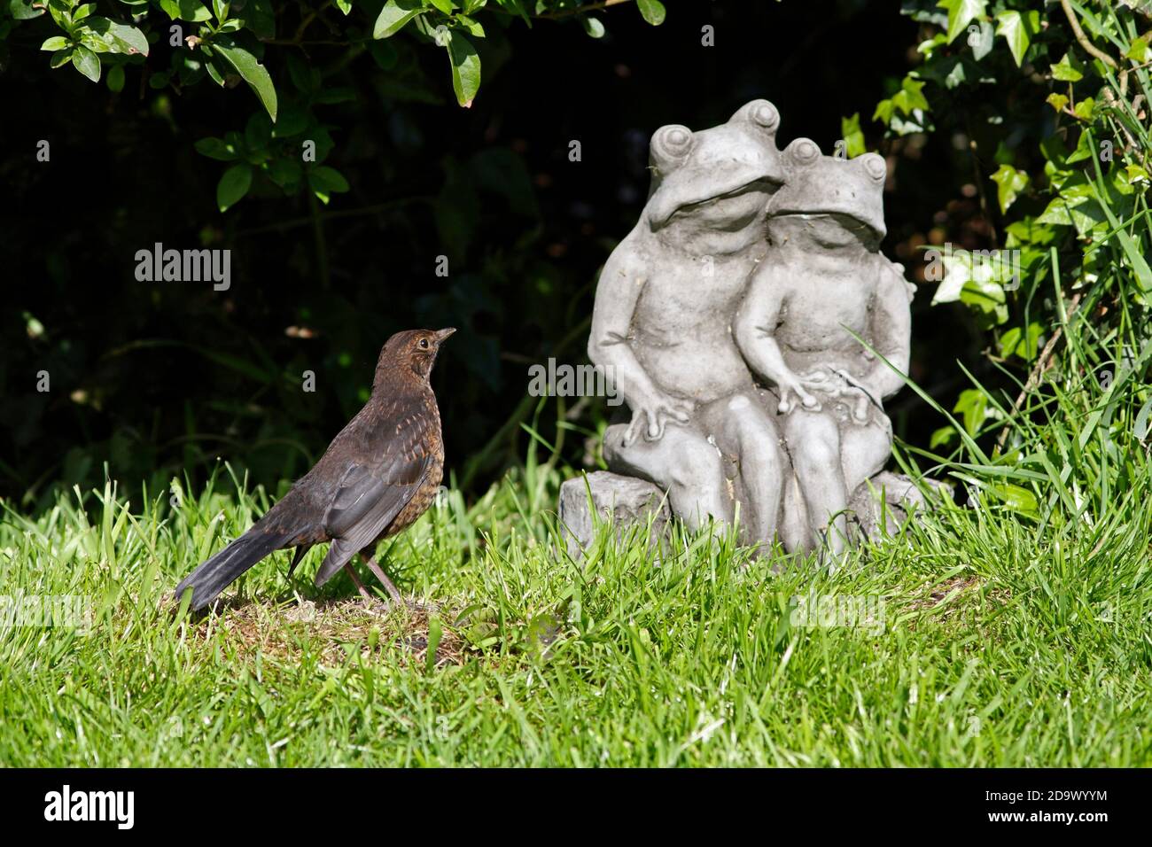 JUNGVOGEL (Turdus merula) beim Blick auf einen Froschgarten Ornament, UK. Stockfoto