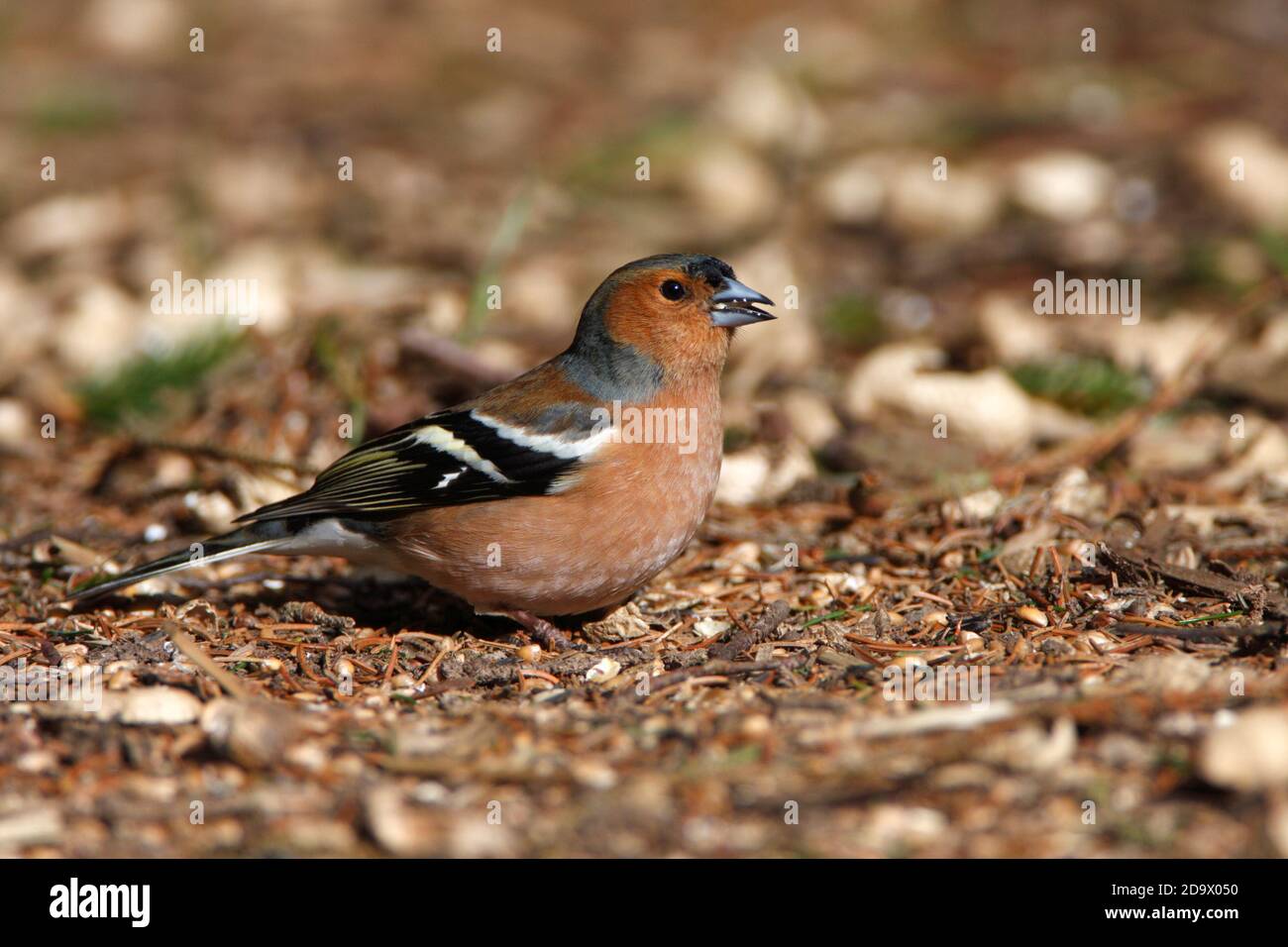 (Gewöhnlicher) BUCHFINK (Fringilla coelebs) Männchen, der den Waldboden durchsucht, Schottland, Großbritannien. Stockfoto