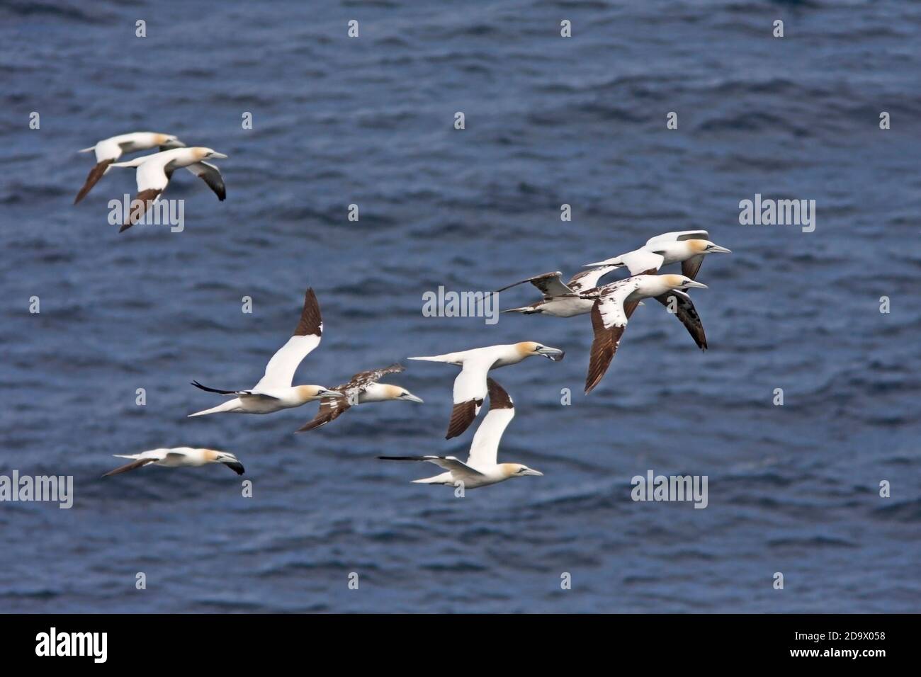 (Nördliche) Gannet (Morus bassanus) Gruppe auf dem Flug von Bass Rock zu ihren Futterplätzen, Schottland, Großbritannien. Stockfoto