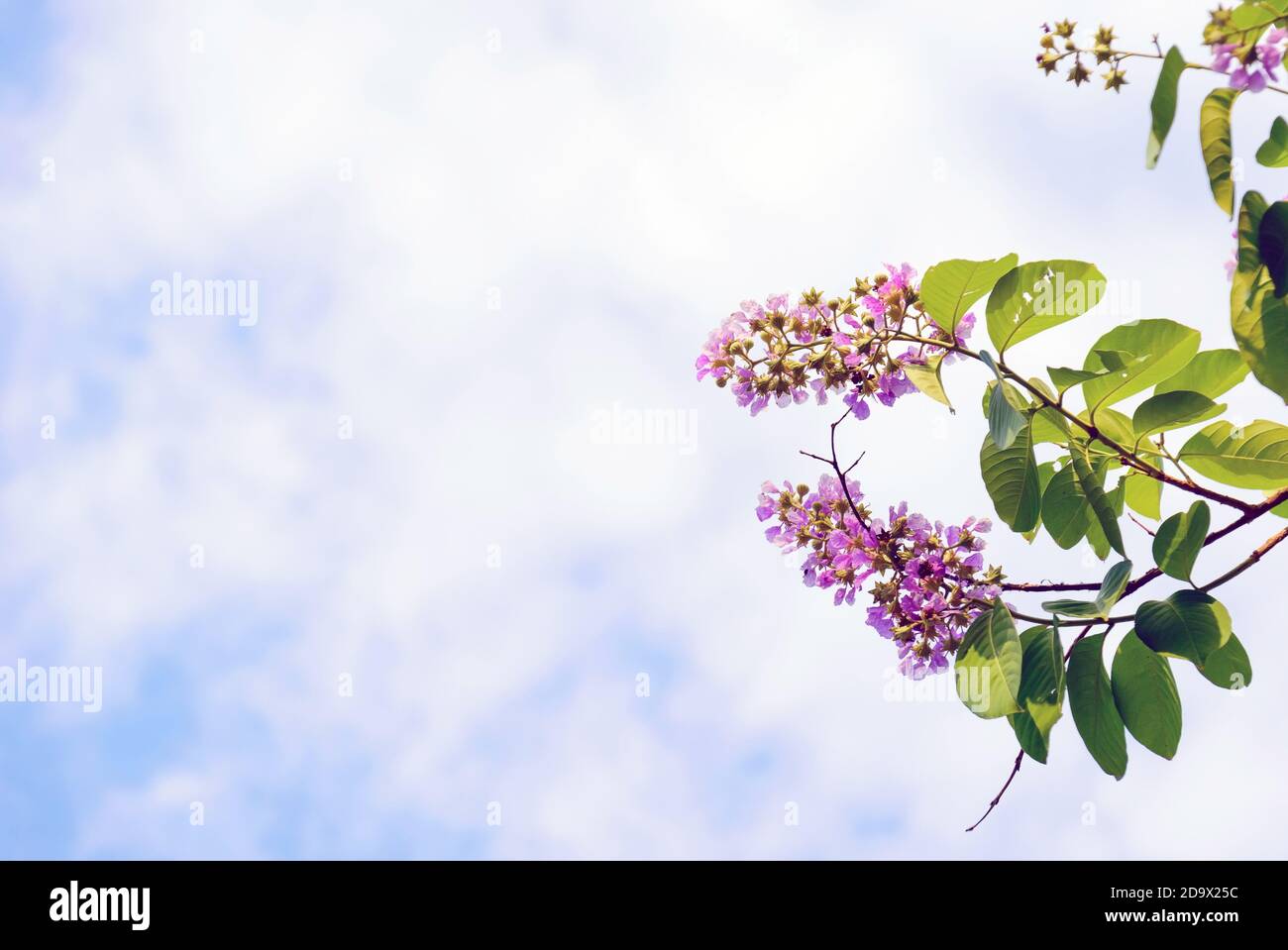 Schönheit und bunte Wildblumen gegen den Himmel. Stockfoto
