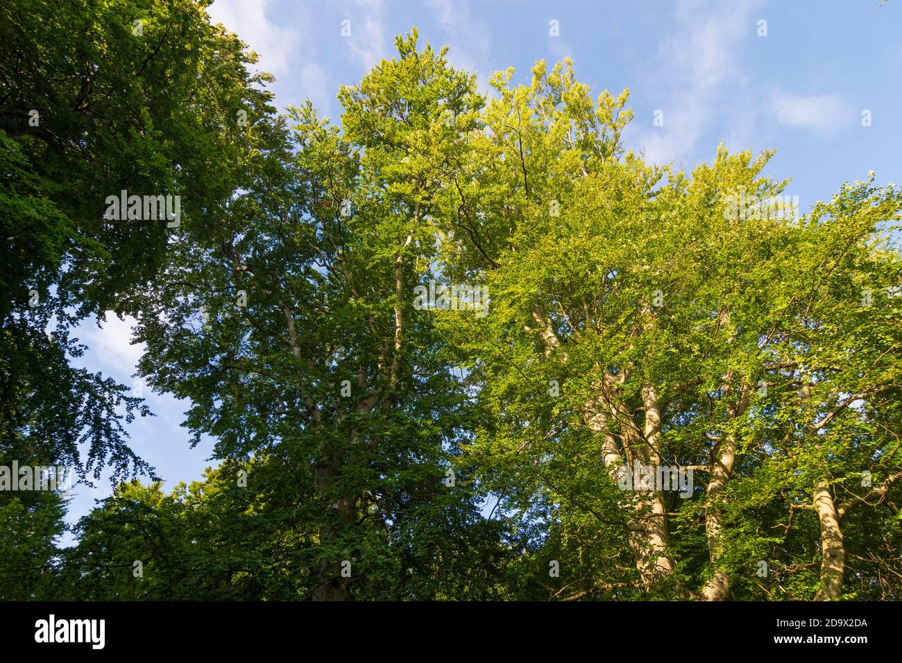 Nationalpark Jasmund: Buchenwald (Fagus), Ostsee, Rügeninsel, Mecklenburg-Vorpommern, Deutschland Stockfoto