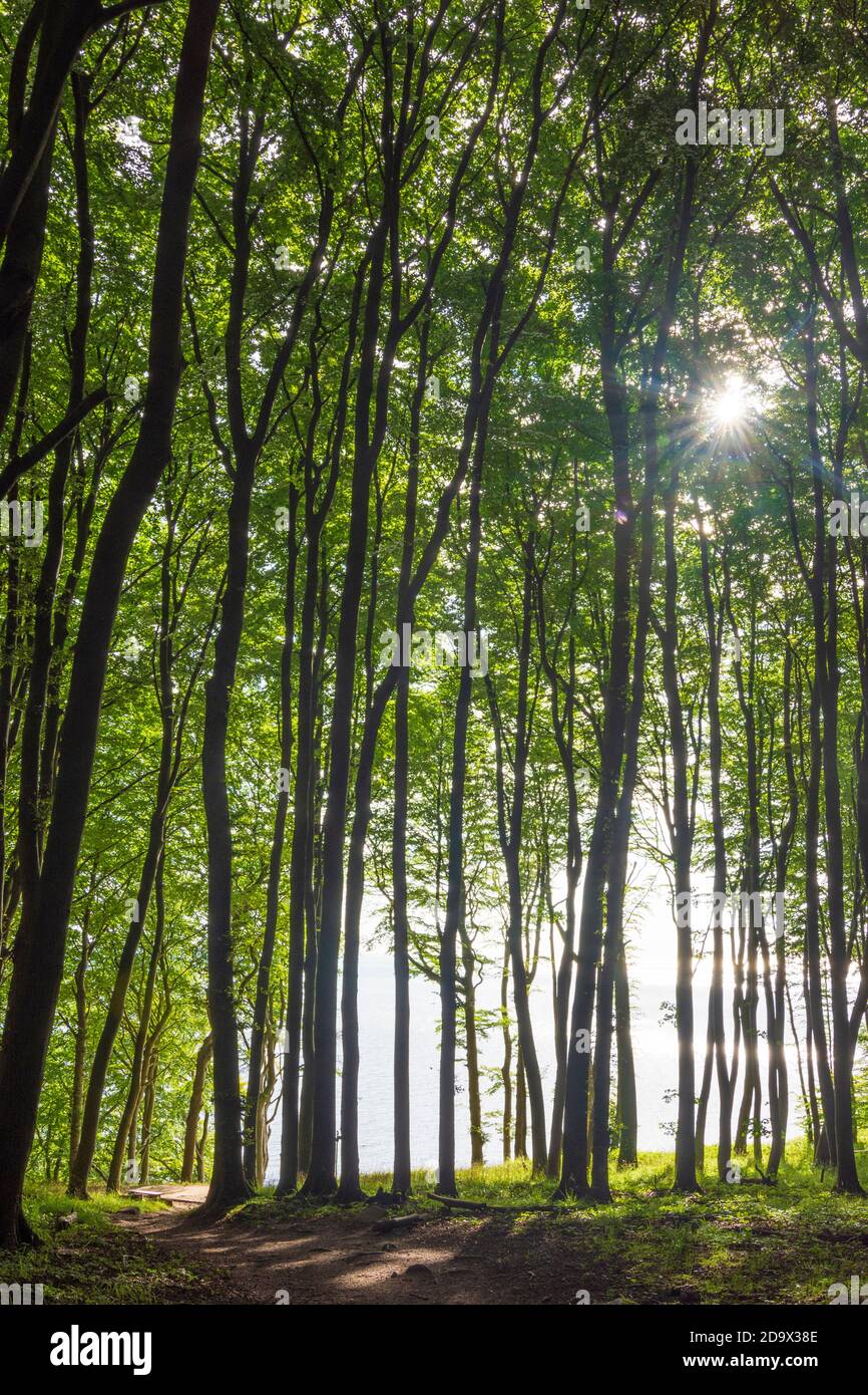 Nationalpark Jasmund: Buchenwald (Fagus), Ostsee, Ostsee, Ostsee, Rügeninsel, Mecklenburg-Vorpommern, Deutschland Stockfoto