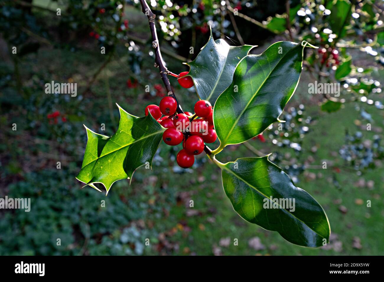 Holly Beeren auf Büschen (Llex aquifolium) werden traditionell als ein sicheres Zeichen dafür, dass ein bitterkalter Winter liegt vor gesehen - West Berkshire England, Großbritannien Stockfoto