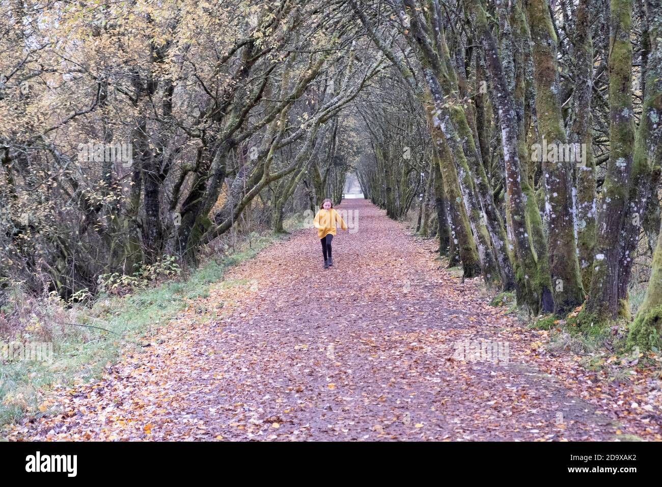 Kielder Forest and Water Park, Northumberland, England, Großbritannien Stockfoto