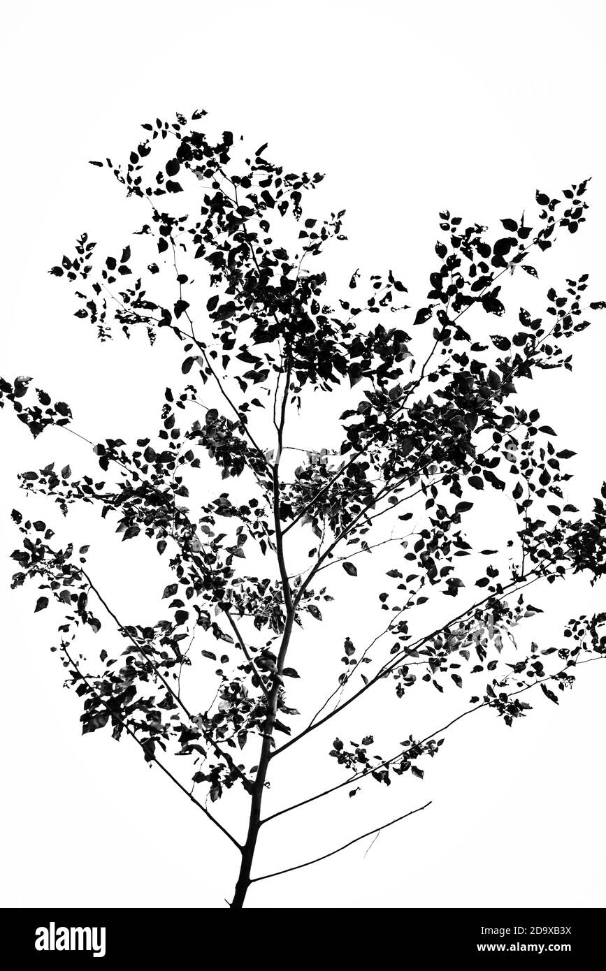 Schwarzer Baum Zweig isoliert auf weißem Hintergrund Stockfoto