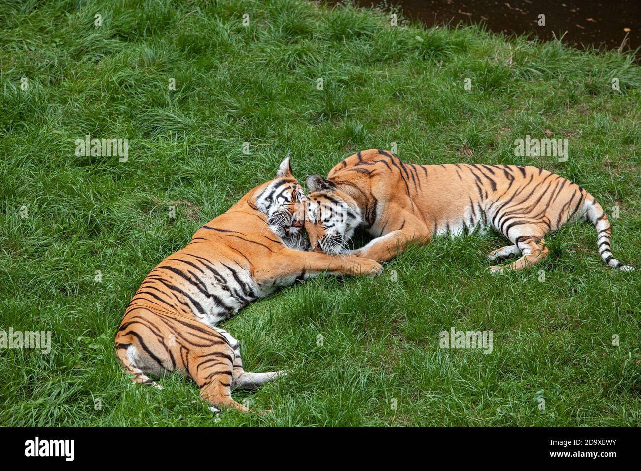 Zwei bengalische Tiger liegen auf dem grünen Gras. Stockfoto