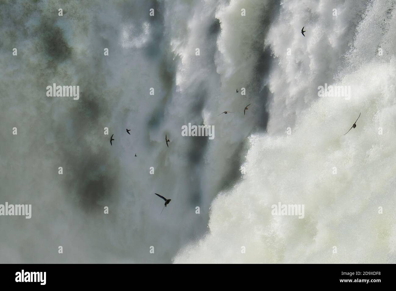 Große dunkle Mauersegler fliegen um die Iguazu Wasserfälle herum Stockfoto