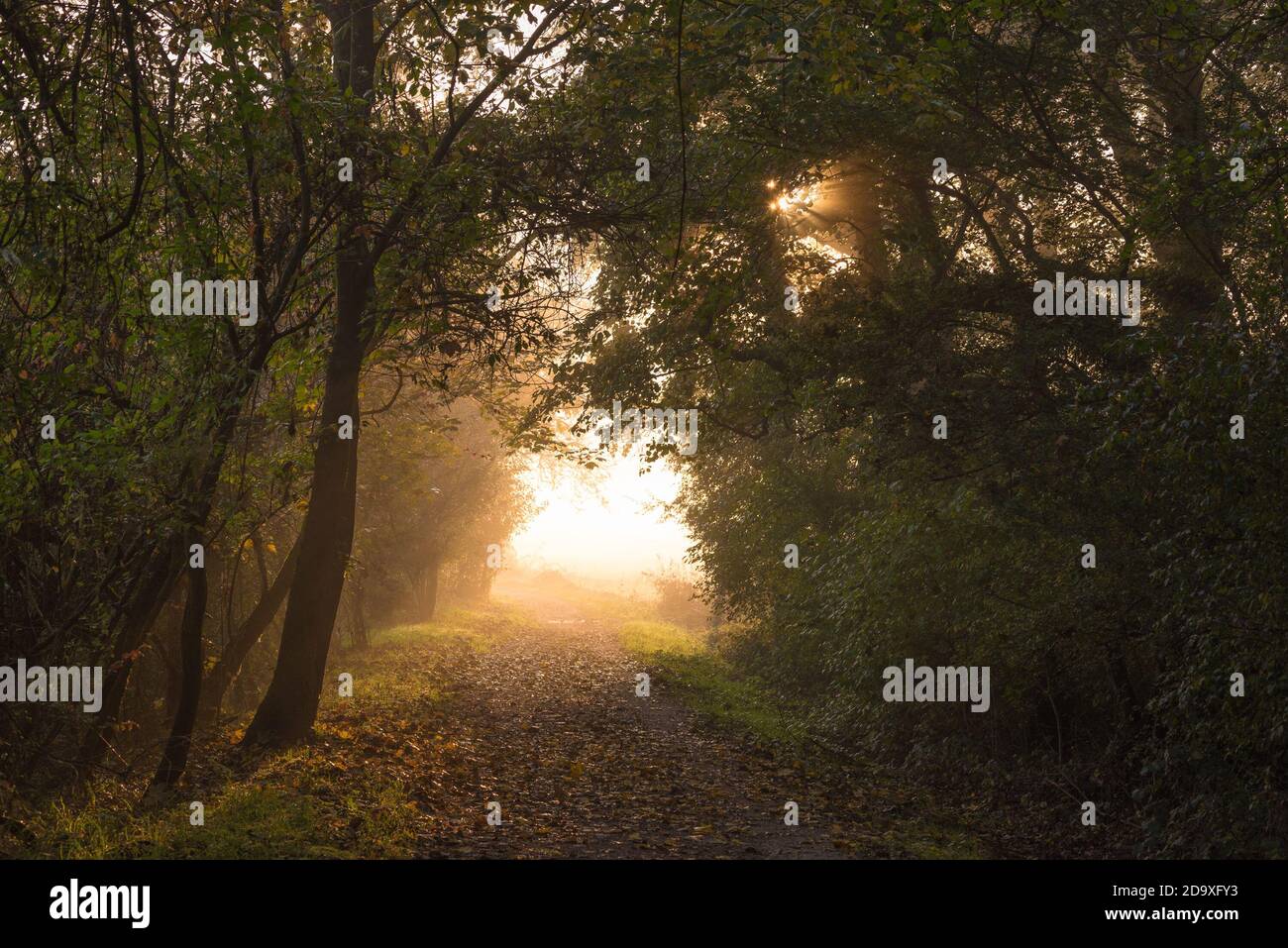 Nebliger Sonnenaufgang in einem Wald während Herbstlaub und Farben Stockfoto