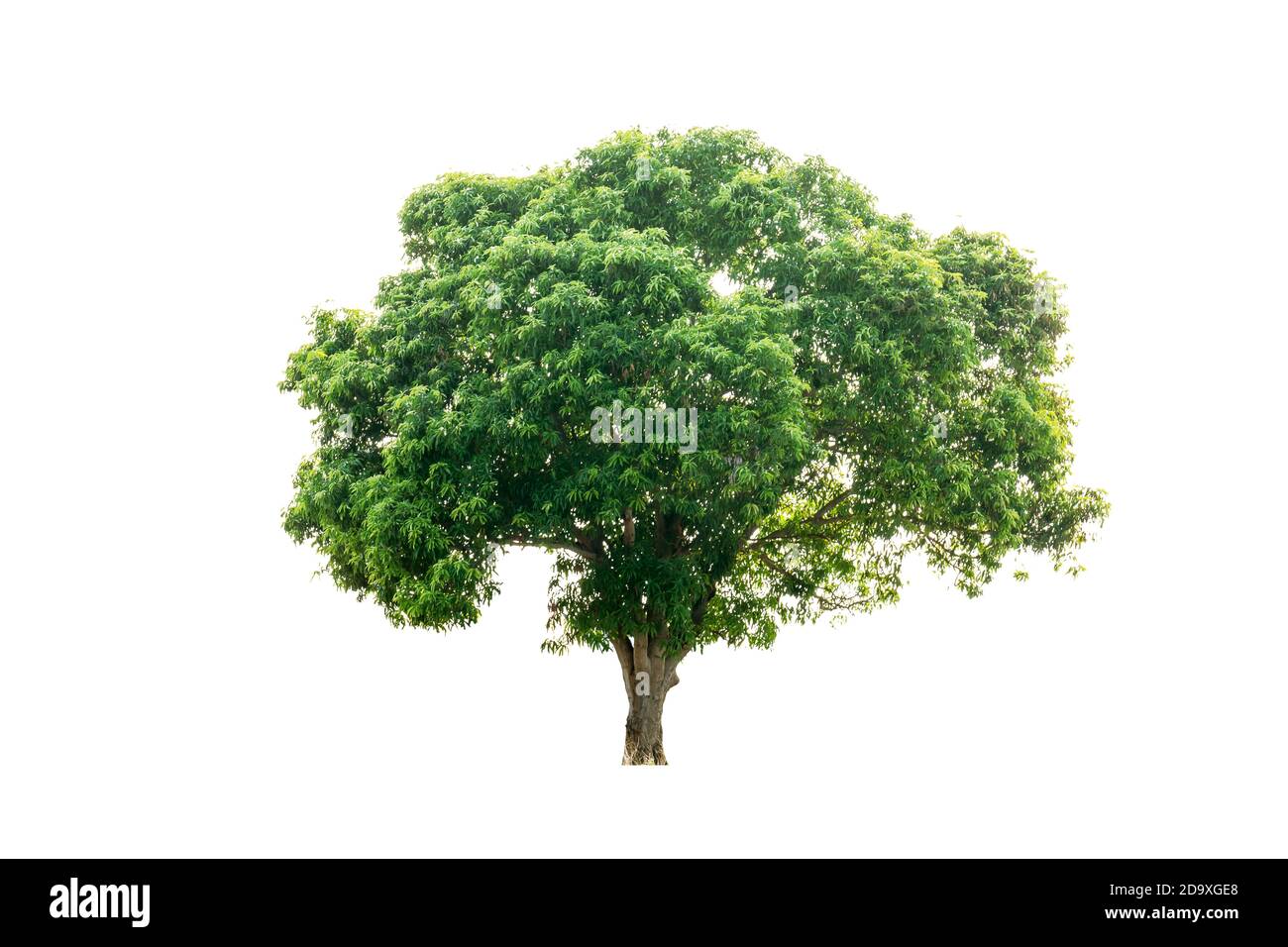 Grüner Naturbaum isoliert auf weißem Hintergrund. Stockfoto