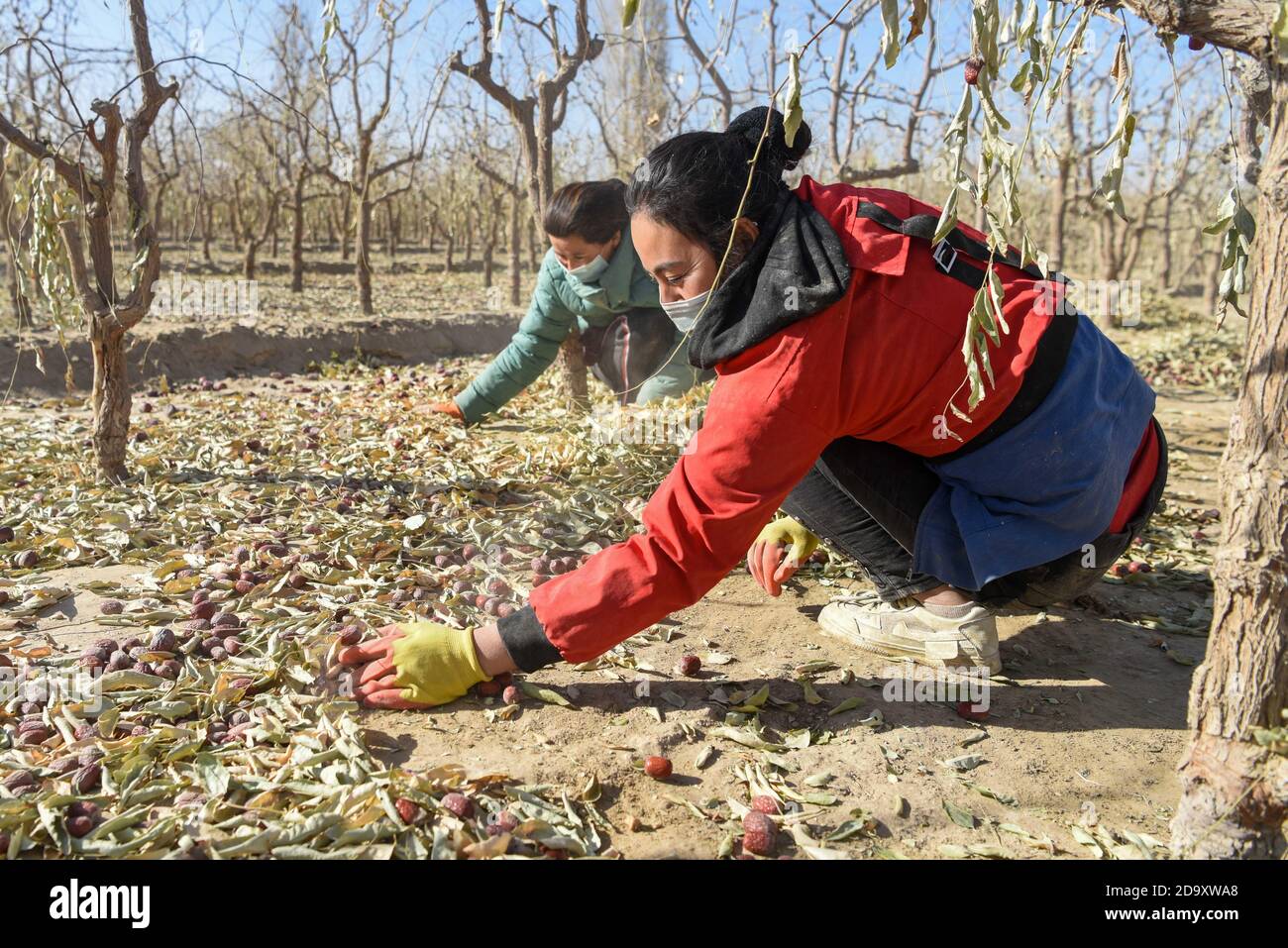 Hotan, Chinas Autonome Region Xinjiang Uygur. November 2020. Farmers sammelt rote Jujubes im Bezirk Hotan der Präfektur Hotan, nordwestlich der Autonomen Region Xinjiang Uygur in China, 6. November 2020. Insgesamt 890,000 mu (etwa 59,333 Hektar) rote Jujuben sind in der Präfektur in die Erntezeit eingetreten. Der Anbau von Jujube-Bäumen hat das Einkommen der Dorfbewohner in den letzten Jahren erhöht. Kredit: Ding Lei/Xinhua/Alamy Live Nachrichten Stockfoto