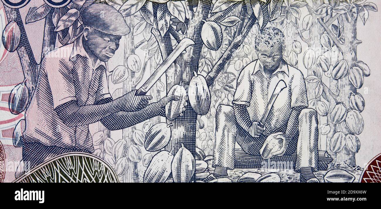 Afrikanische Bauern ernten Kakao auf Ghana 1000 Cedi (2002) Banknote Nahaufnahme, Afrika ghanaisches Geldmakro Stockfoto