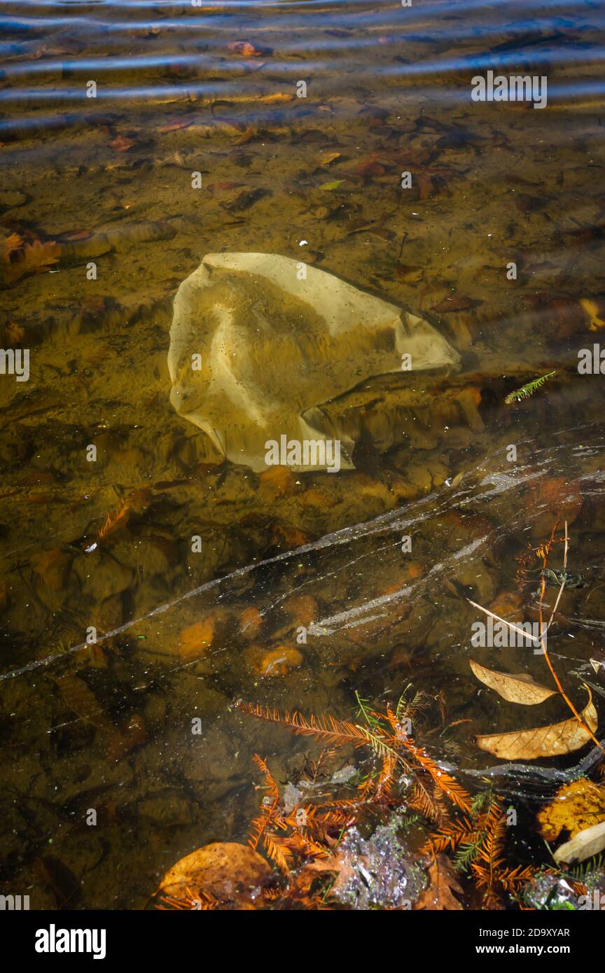 Weiße Plastiktüte und gefallene Blätter, die in einem öffentlichen Teich schweben. Stockfoto