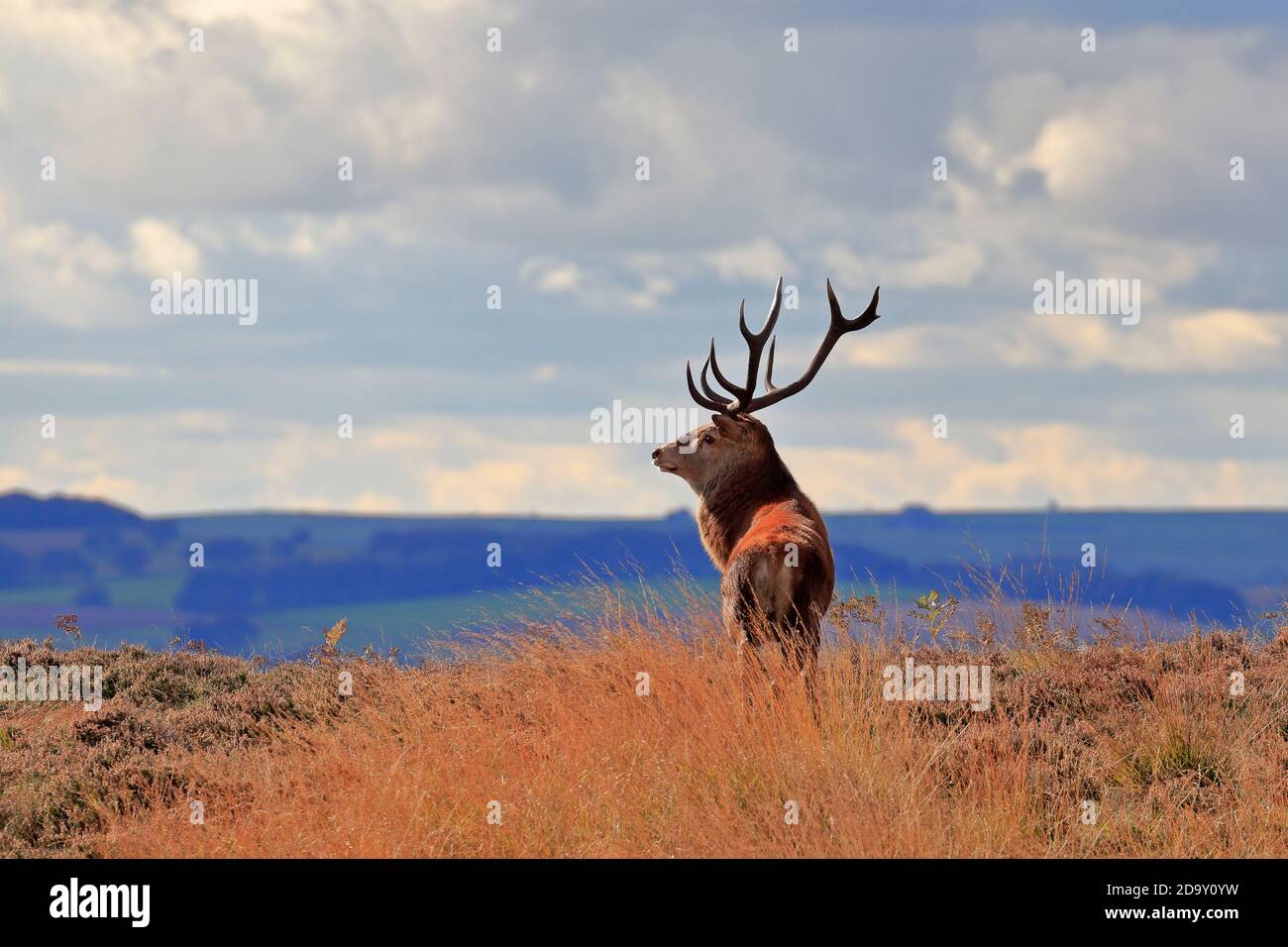 Rothirsch, Cervus elaphuson während der Herbstruhe auf Big Moor, Derbyshire, Peak District National Park, England, Großbritannien. Stockfoto