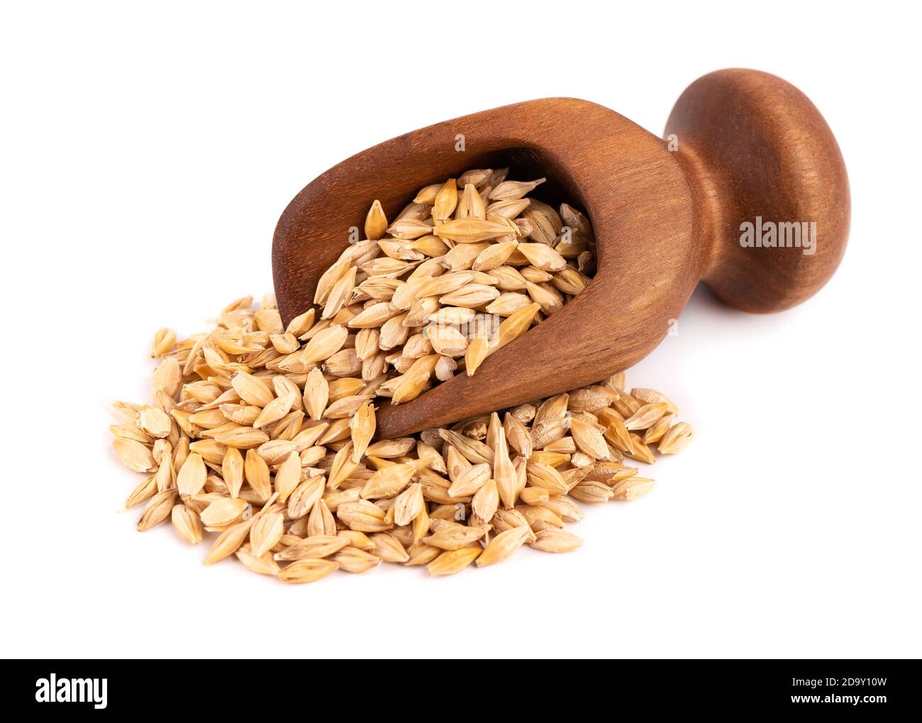 Gerstenmalz in Holzlöffel, isoliert auf weißem Hintergrund. Gerstensamen aus nächster Nähe. Stockfoto