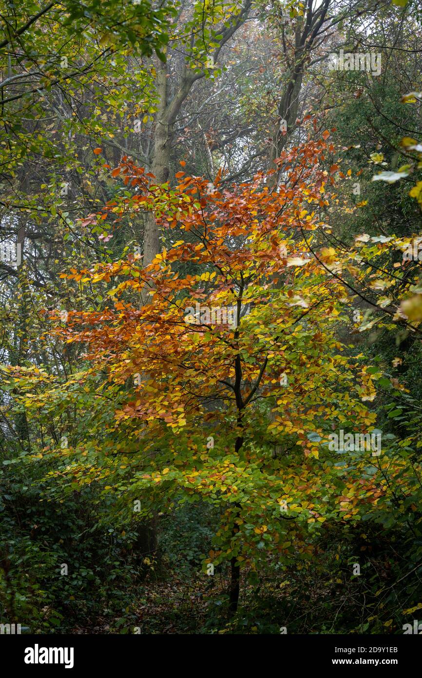 Buche mit gelben und braunen Blättern im Herbst in englischem Holz. Stockfoto