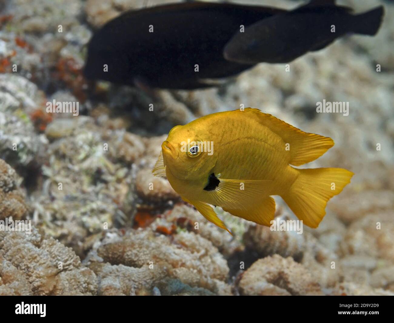 Gelbe tropische Fische schwimmen im Meerwasser in der Nähe von Korallenriff, Schwefel Damsel Unterwasser Salzwasser Stockfoto