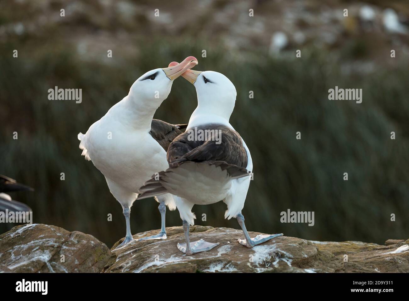 Schwarz gebräunter Albatross; Thalassarche melanophris; Paar Zeige; Falklandinseln Stockfoto