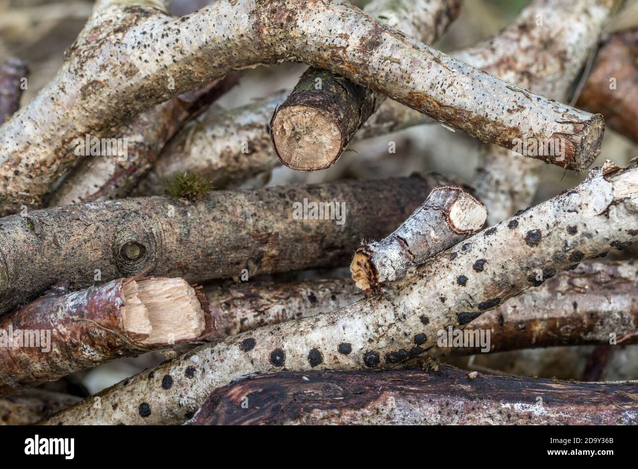 Buff Tip Moth; Phalera bucephala; auf Holzhaufen; Großbritannien Stockfoto