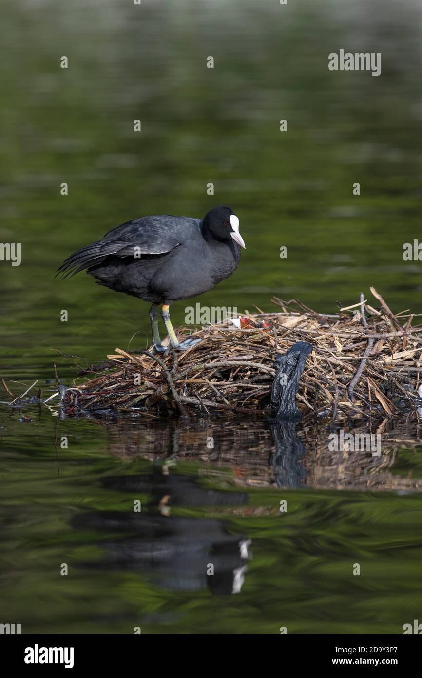 ; Blässhuhn Fulica atra; am Nest mit Jungen, Großbritannien Stockfoto