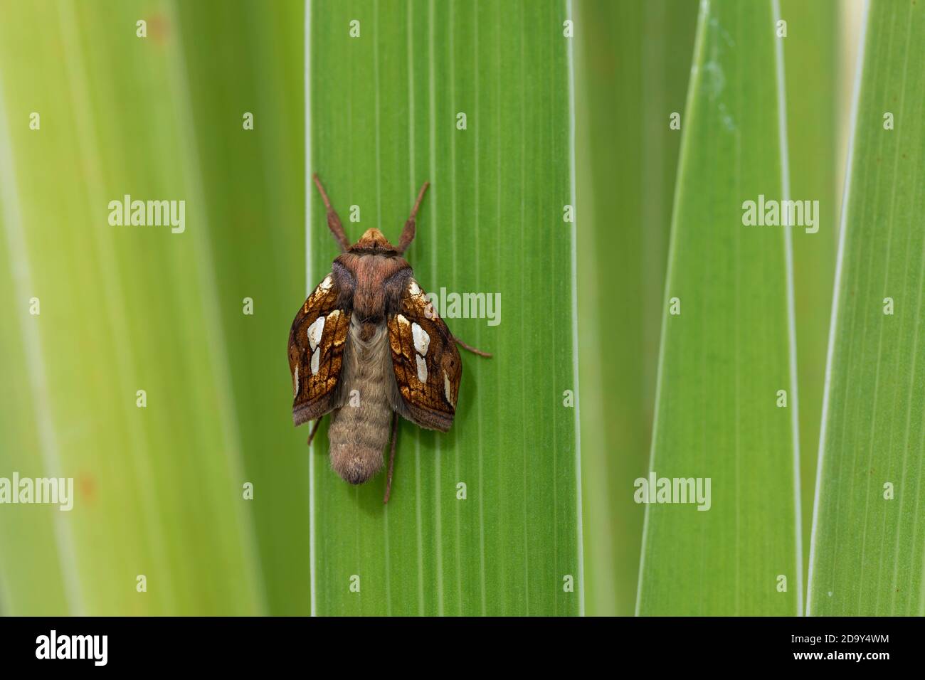 Gold Spot Moth; Plusia festucae; Erwachsene im entstehen; Sommer; Großbritannien Stockfoto