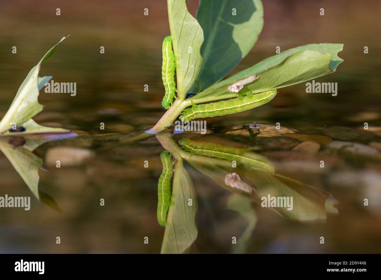Goldfleck Moth; Plusia festucae; Larve; Sommer; Großbritannien Stockfoto