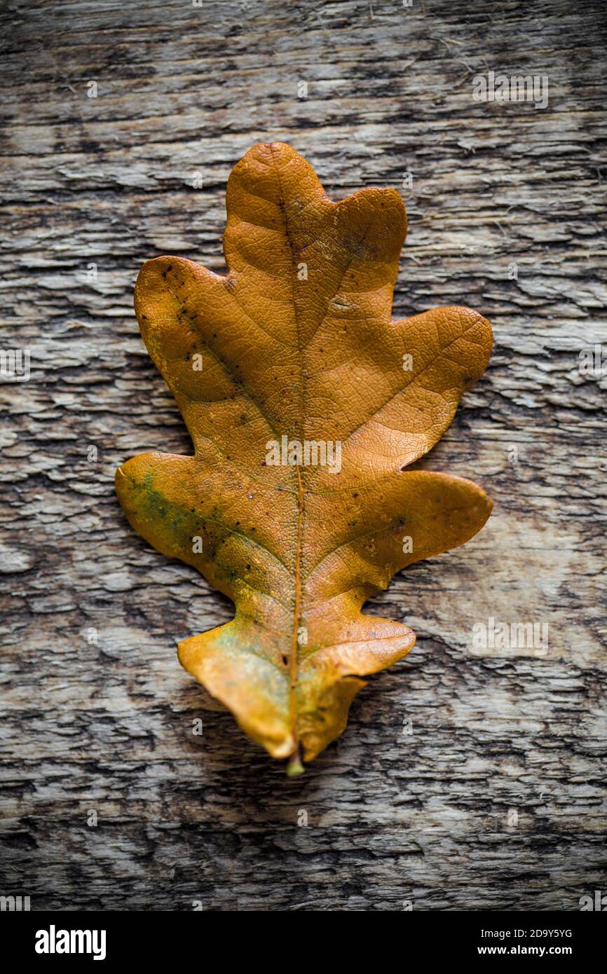 Ein Eichenblatt, das im November vor einem hölzernen Hintergrund fotografiert wurde. Dorset England GB Stockfoto