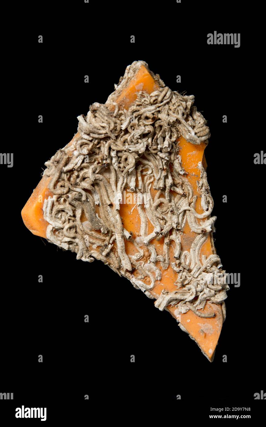 Rohrwürmer, die ein Stück von einer Boje vor schwarzem Hintergrund fotografiert kolonisiert haben. England GB Stockfoto