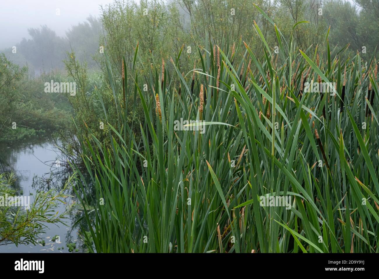 Nebeldorf Teich, East Prawle, Devon Stockfoto