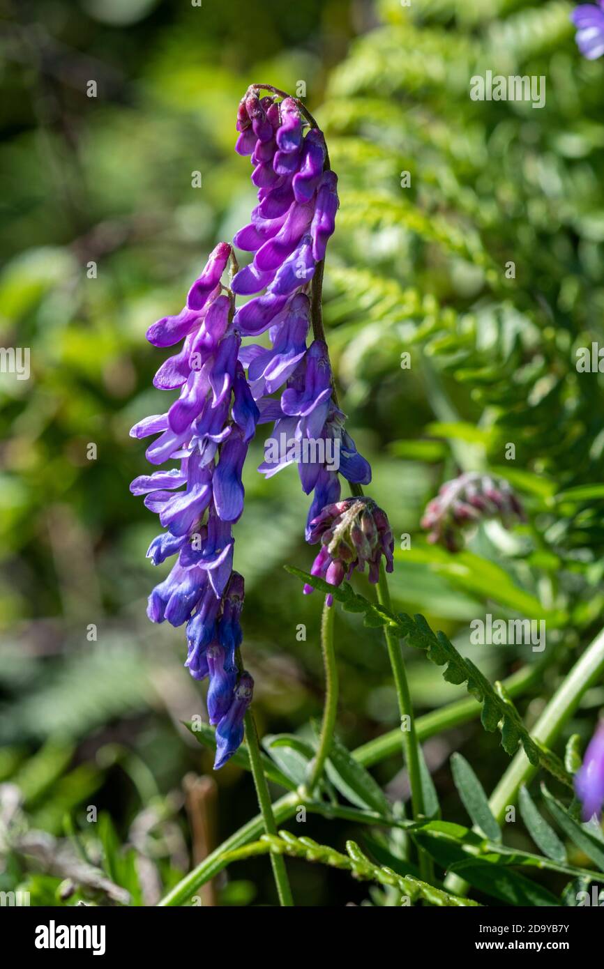 Vicia cracca, getuftete Vetch Stockfoto