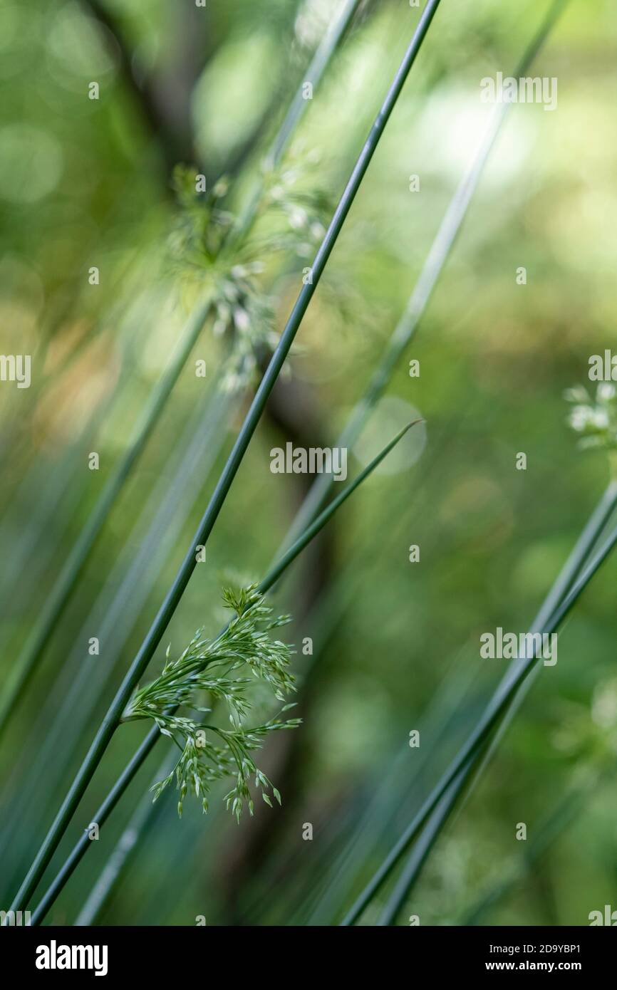 Juncus Effusus, weiche Rush Stockfoto