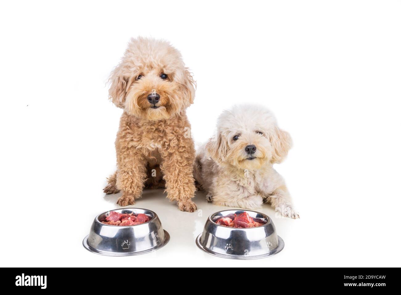 Gehorsame gesunde Hunde posieren mit Barf rohem Fleisch auf weiß Hintergrund Stockfoto