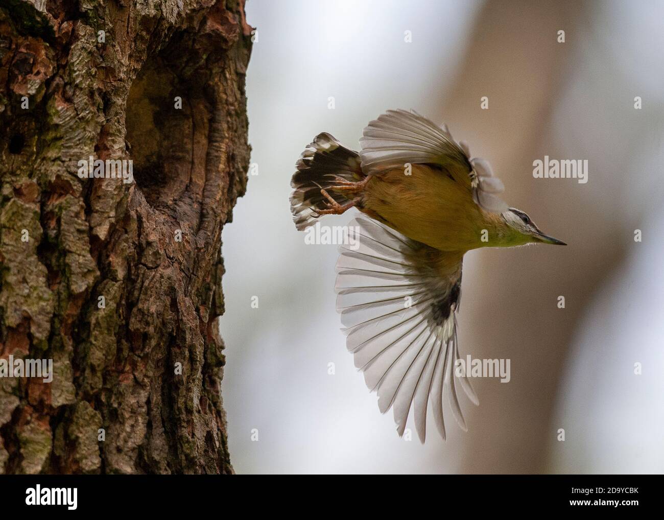 Aus einem Loch in einem Baum fliegende Nuthatch Stockfoto