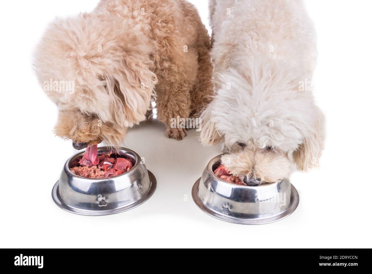 Gehorsame gesunde Hunde füttern auf Barf rohes Fleisch auf weiß Hintergrund Stockfoto