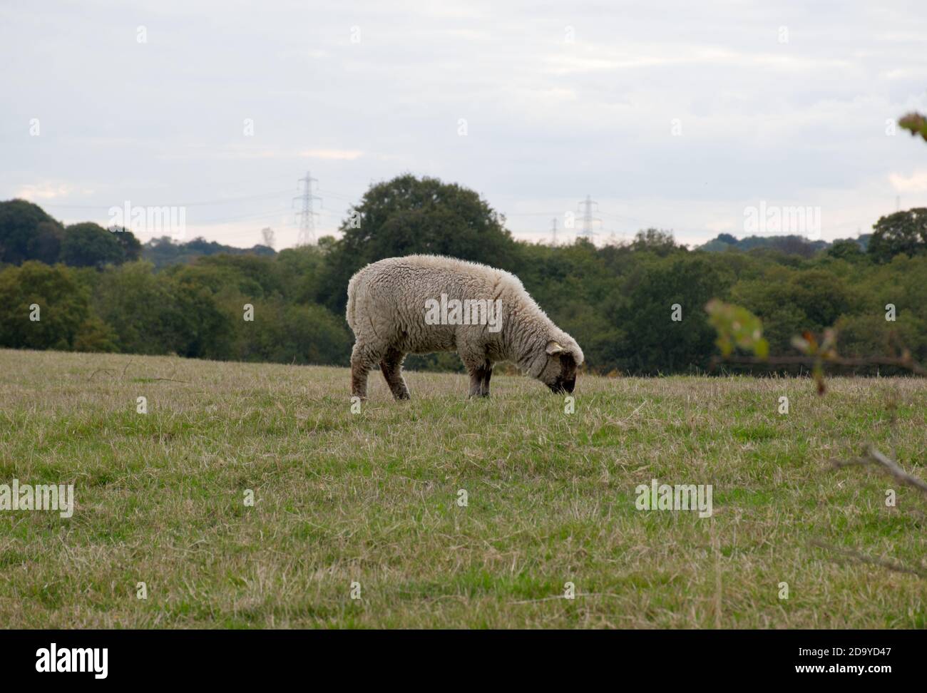 Eine Seitenansicht eines schwarzen gesichtigen Hausschafes, das in Sussex in England, Großbritannien, für Fleisch und Wolle gezüchtet wird. Stockfoto