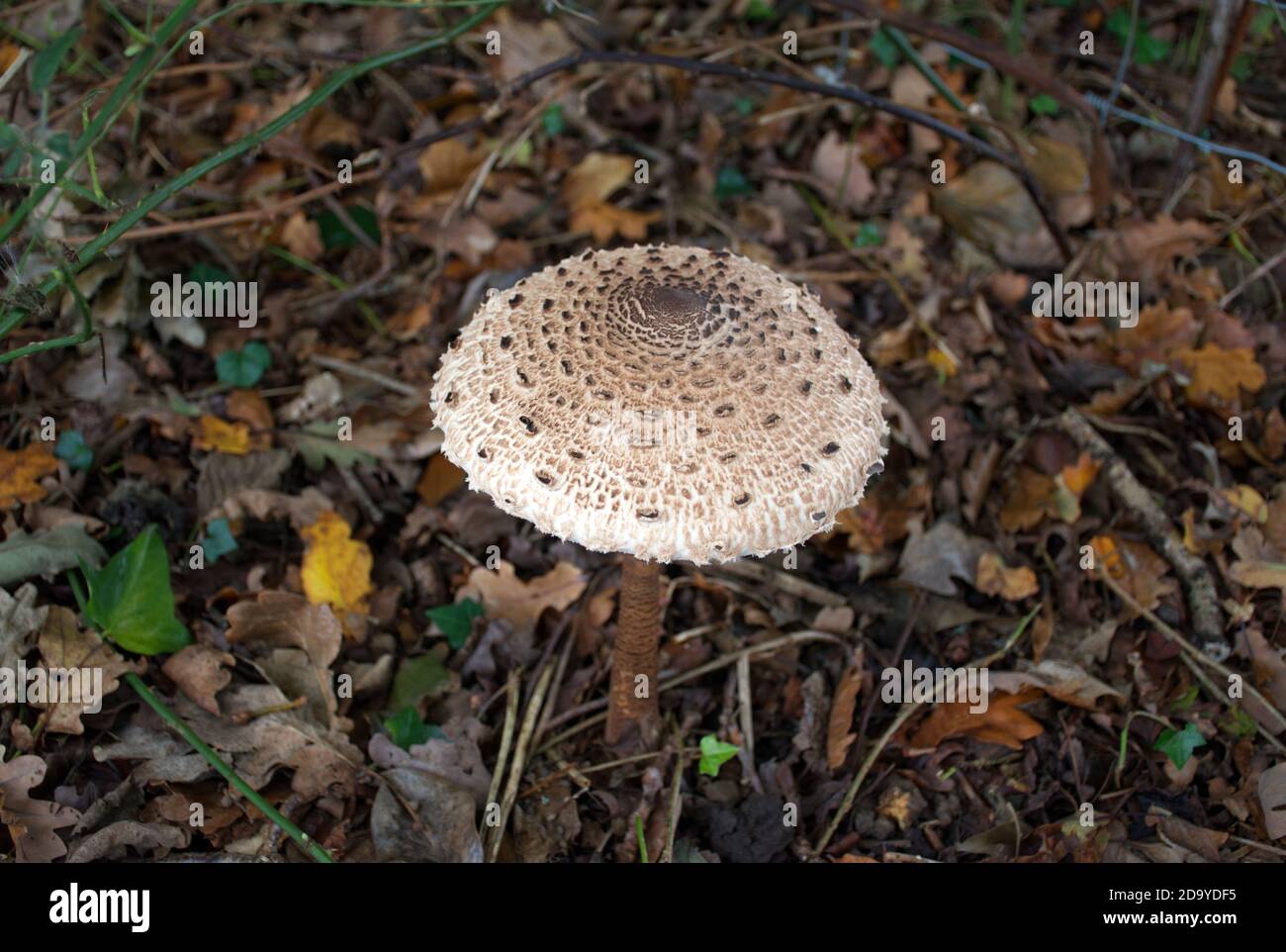 Ein großer, offener Sonnenschirmpilz (Macrolepiota procera), der aus einem Blattbuchstaben sprießt. Stockfoto