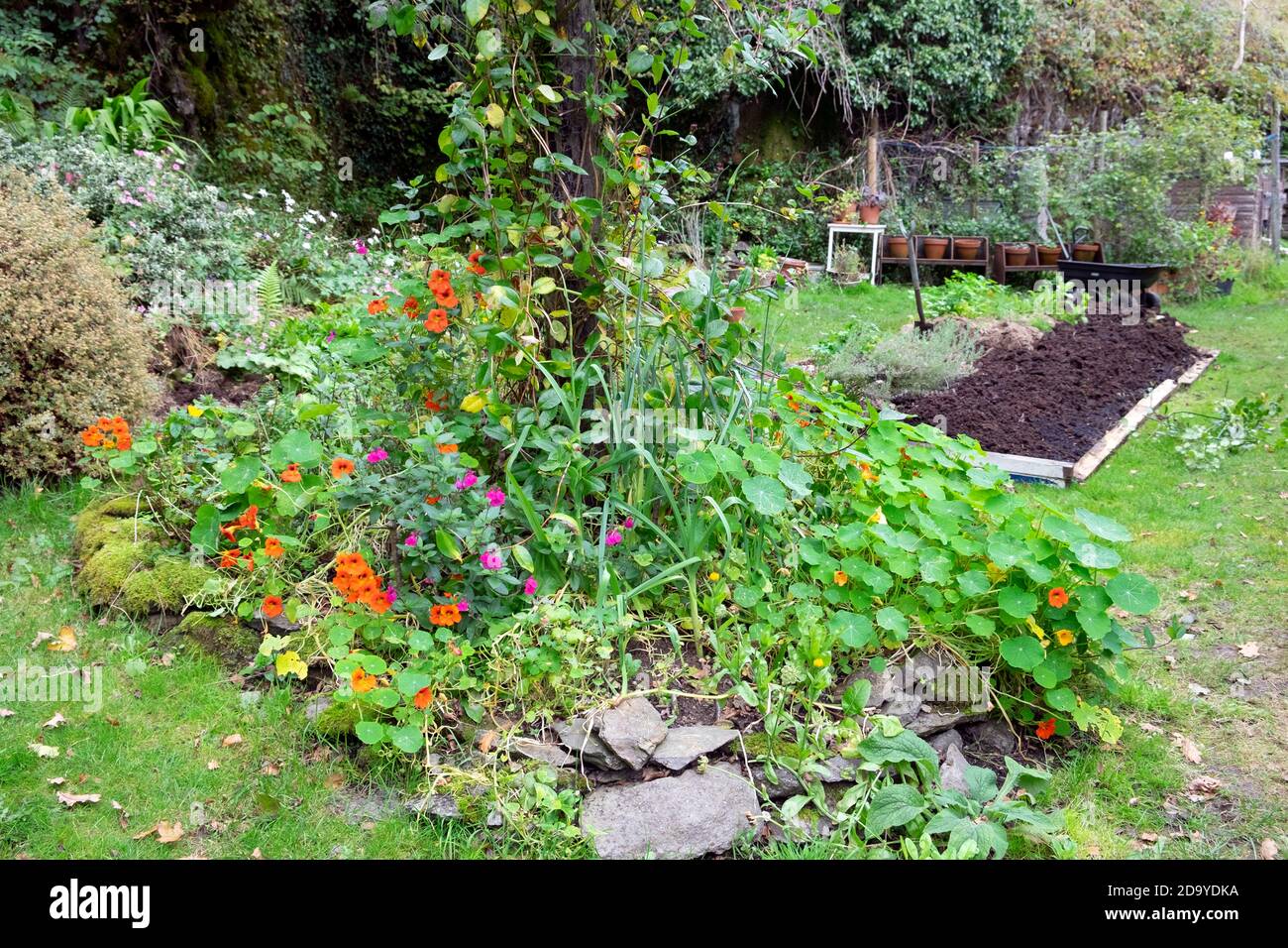 Blick auf Nasturtien, Salvia in Blumenbeet und keine Graben Hochbeet mit gut verrotteten Dünger im Oktober Garten in Carmarthenshire Wales UK KATHY DEWITT Stockfoto