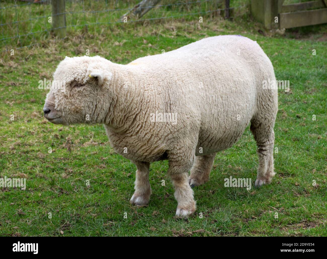 Eine Seitenansicht einer Southdown Rasse von Hausschafen für Fleisch und Wolle in seiner einheimischen Sussex in England, Großbritannien gezüchtet. Stockfoto