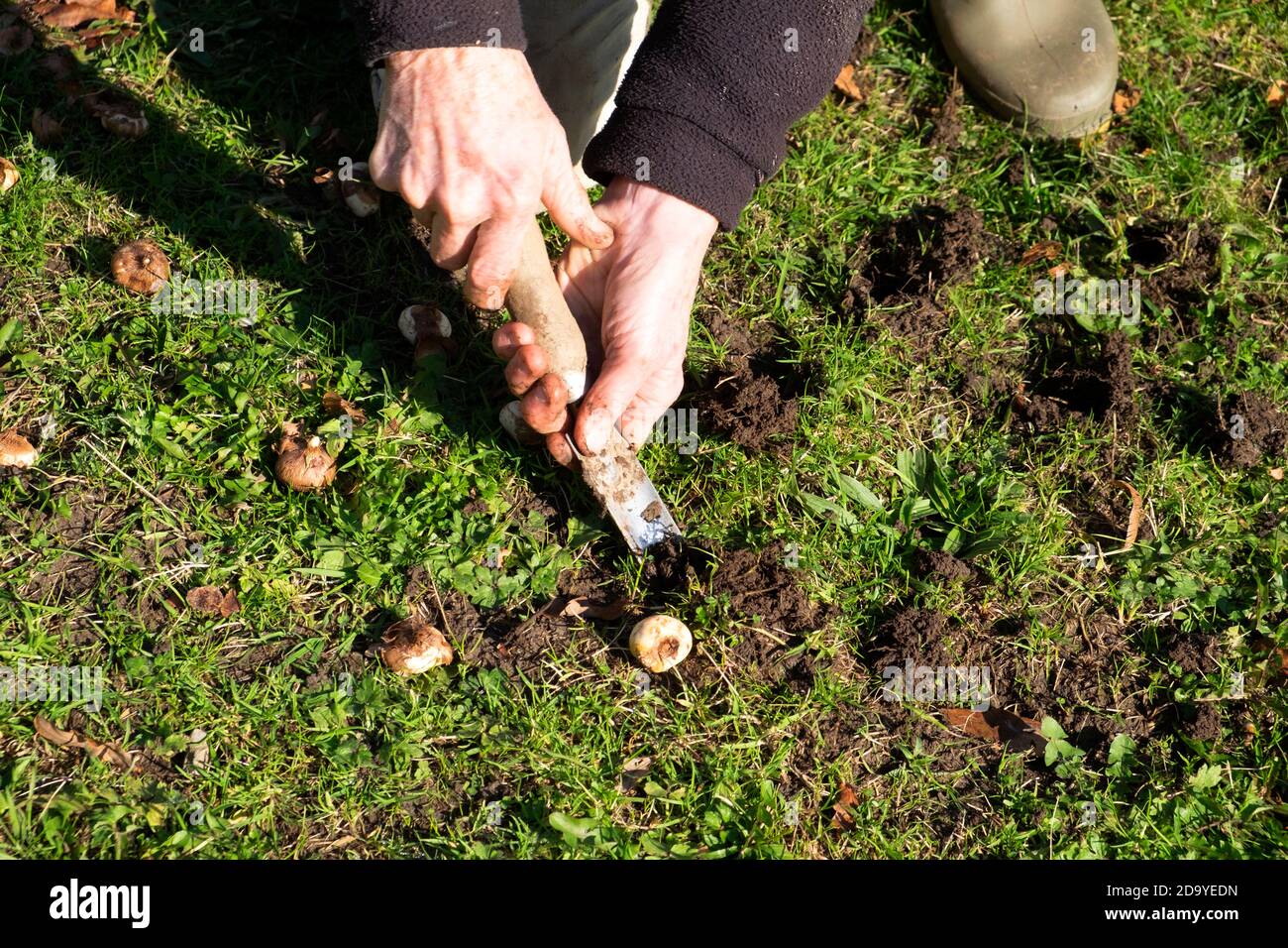 Ältere ältere ältere Frau Pflanzen Frühling Zwiebeln Krokus Zwiebeln Krokusse in November Herbst in Bereich der Rasen für Wildblumenwiese vorbereitet Wales KATHY DEWITT Stockfoto