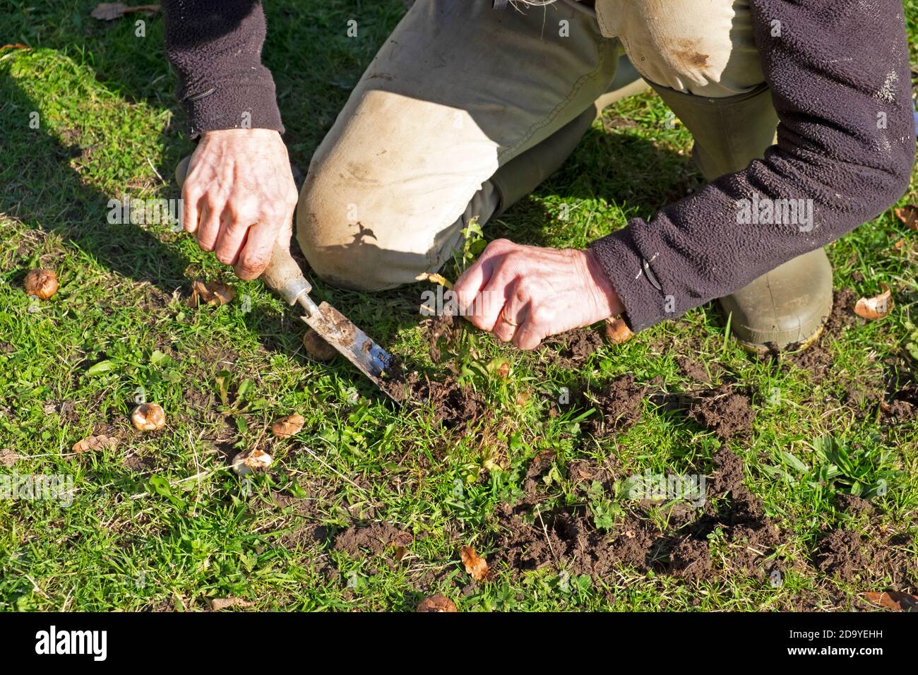 Ältere ältere ältere Frau Pflanzen Frühling Zwiebeln Krokus Zwiebeln Krokusse in November Herbst in Bereich der Rasen für Wildblumenwiese vorbereitet Wales KATHY DEWITT Stockfoto