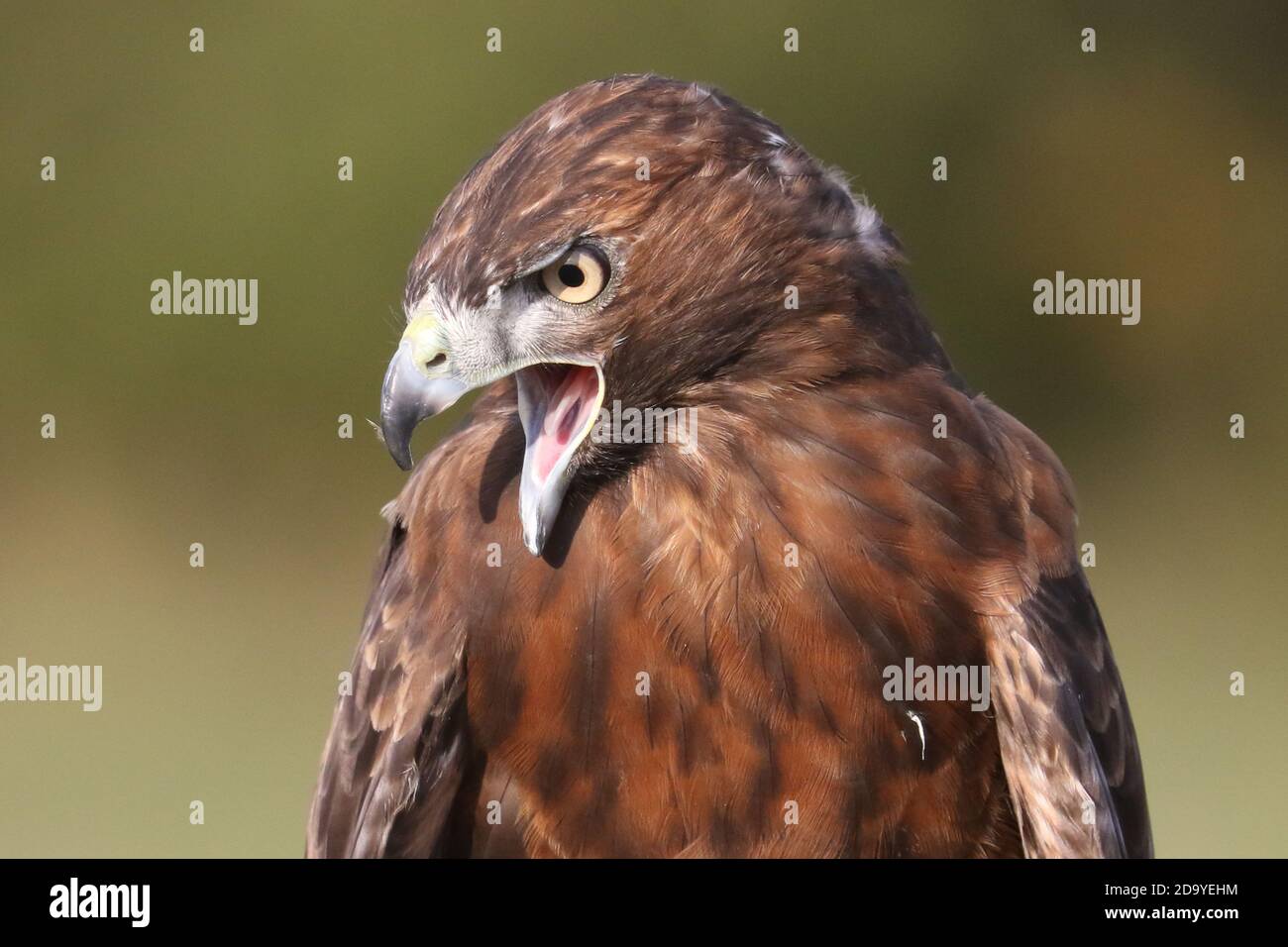 Rotschwanz-Falke dunkel morph Stockfoto