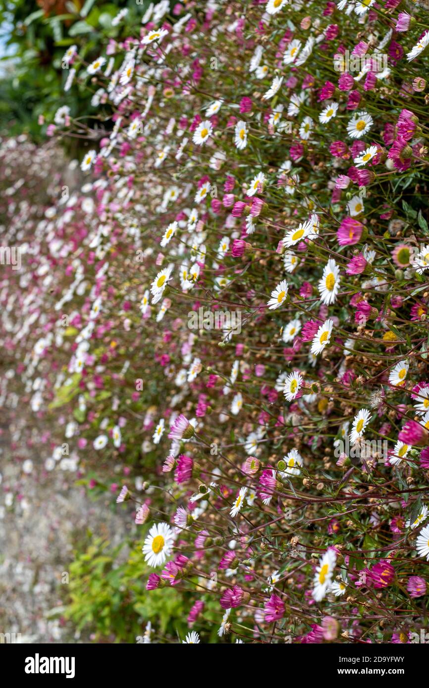 Erigeron karvinskianus, mexikanischer Fleabane Stockfoto