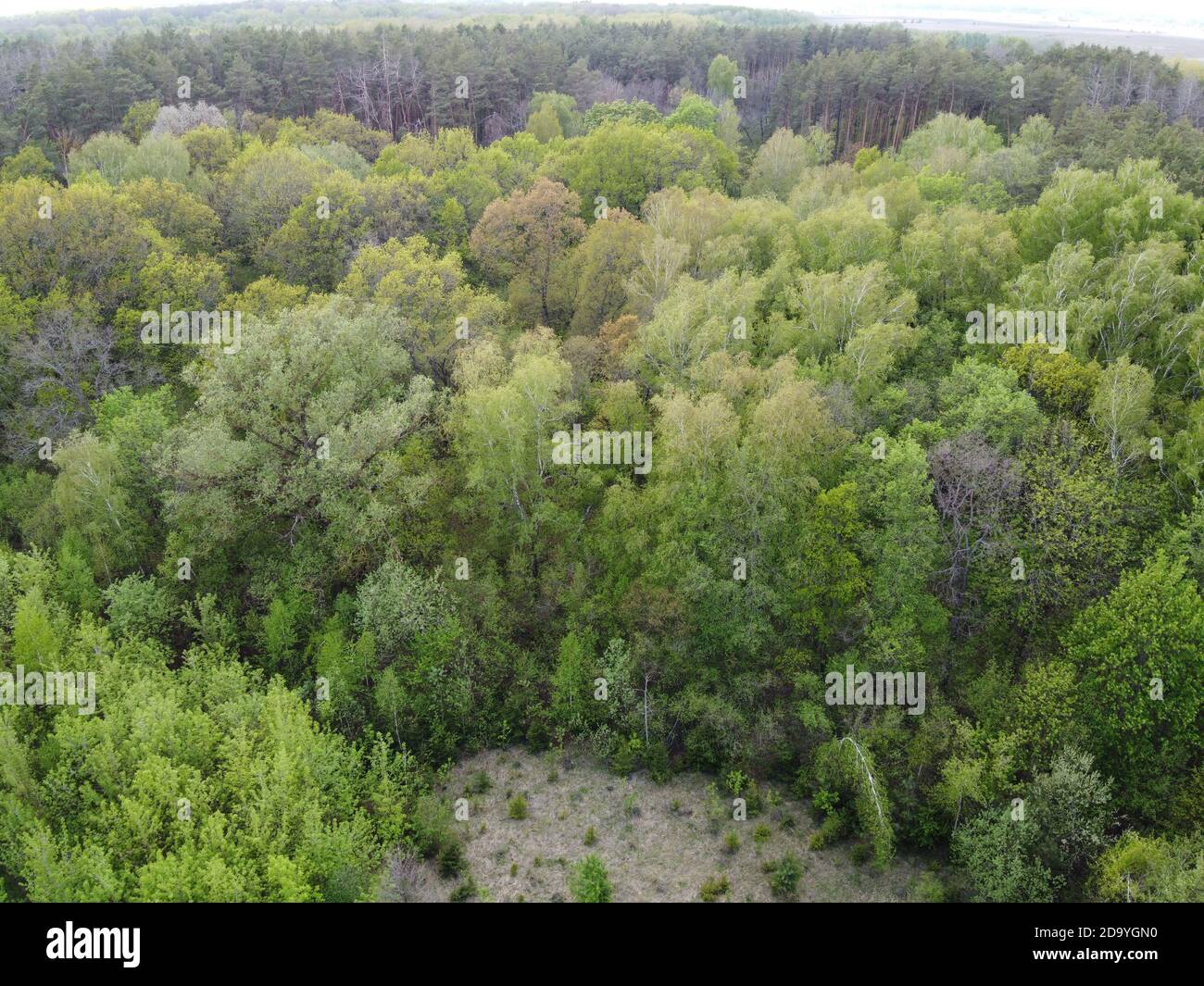 Europäischer Wald, Luftaufnahme. Waldlandschaft im Frühling. Stockfoto