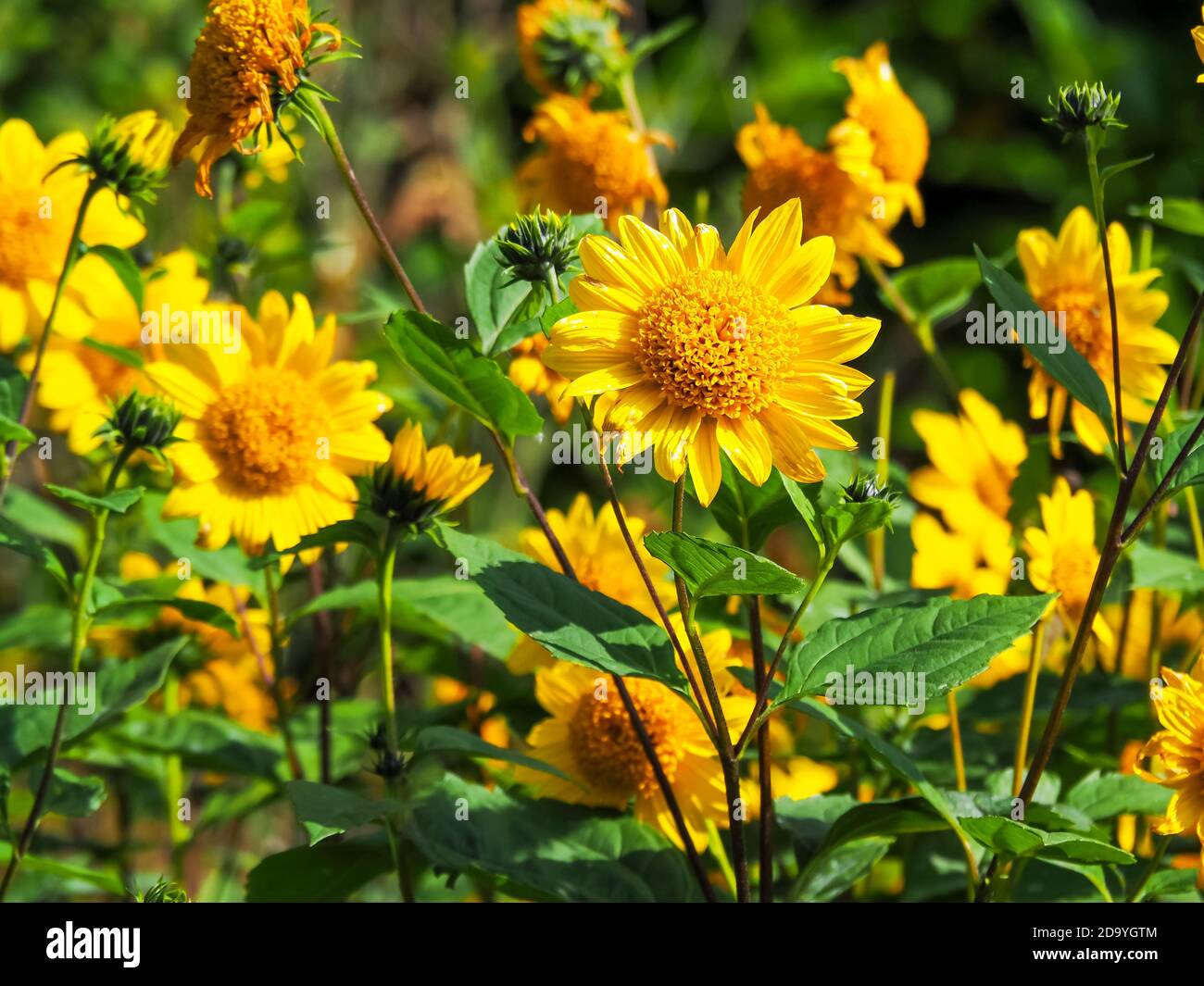 Kleine gelbe Helianthus Sonnenblumen fangen Sonnenlicht in einem Garten Stockfoto