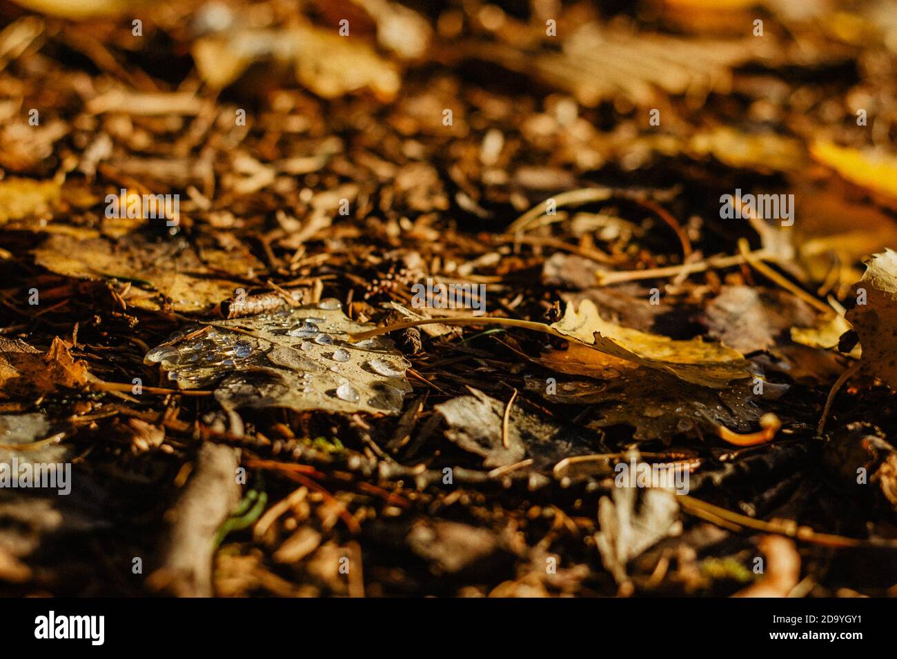 Schöne Tropfen von transparentem Regenwasser auf gelbem Blatt.Raindrops Textur in Natur.Regenwetter im Freien.Herbst Herbst Details nach dem Regen Stockfoto